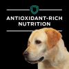 imagePro Plan Veterinary Diets Purina EN Gastroenteric Canine Dog Food Dry Formula  25 lb Bag6 Pound Pack of 1